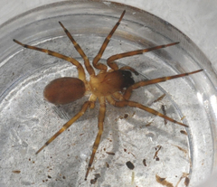 Callobius pictus