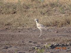 Esacus recurvirostris