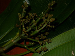Miconia commutata