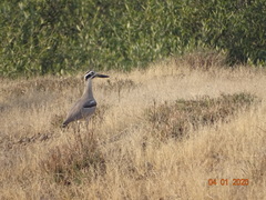 Esacus recurvirostris