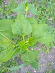 Helianthus tuberosus