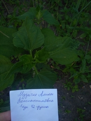 Helianthus tuberosus