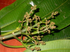 Miconia commutata