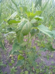 Helianthus tuberosus