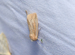 Leucania phragmitidicola