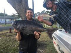 Hyperoglyphe antarctica