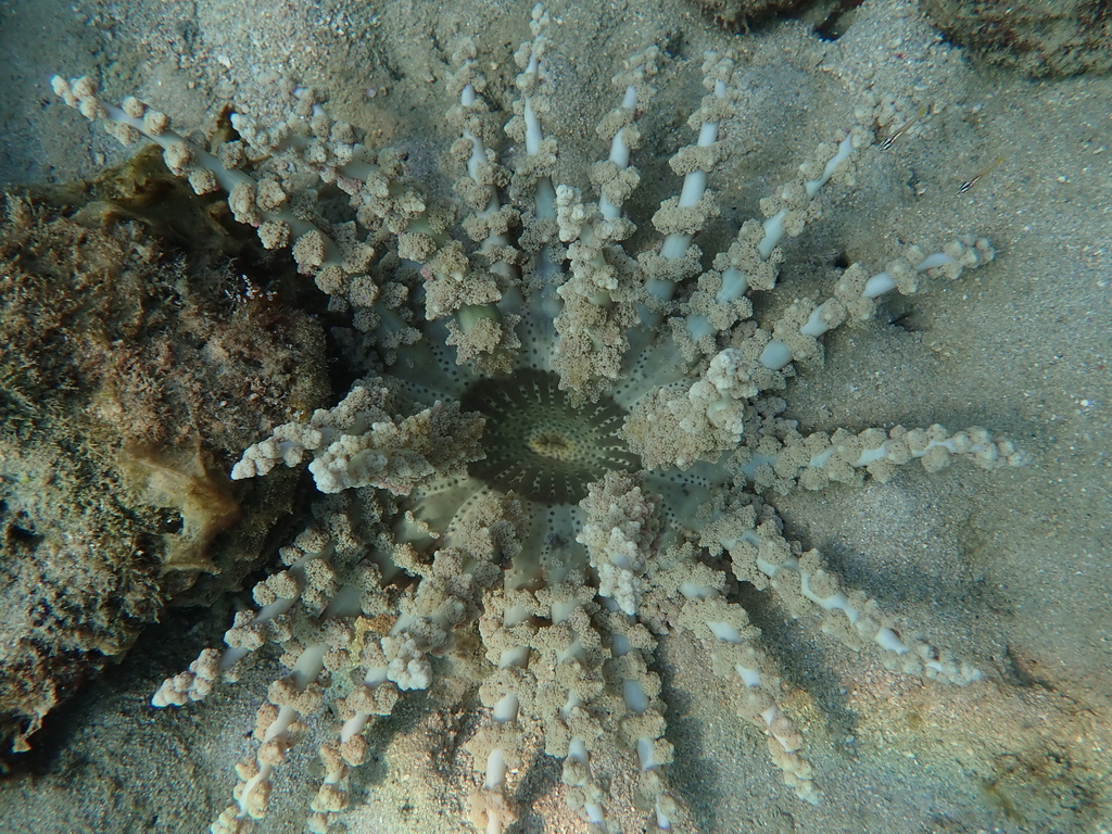 Actinodendron alcyonoideum