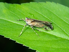 Orthopagus splendens