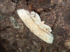 Hyposada ruptifascia