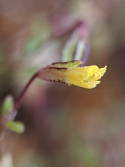 Erythranthe howaldiae