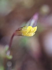 Erythranthe howaldiae