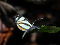 Moschoneura pinthous