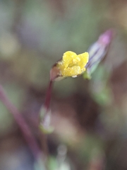 Erythranthe howaldiae