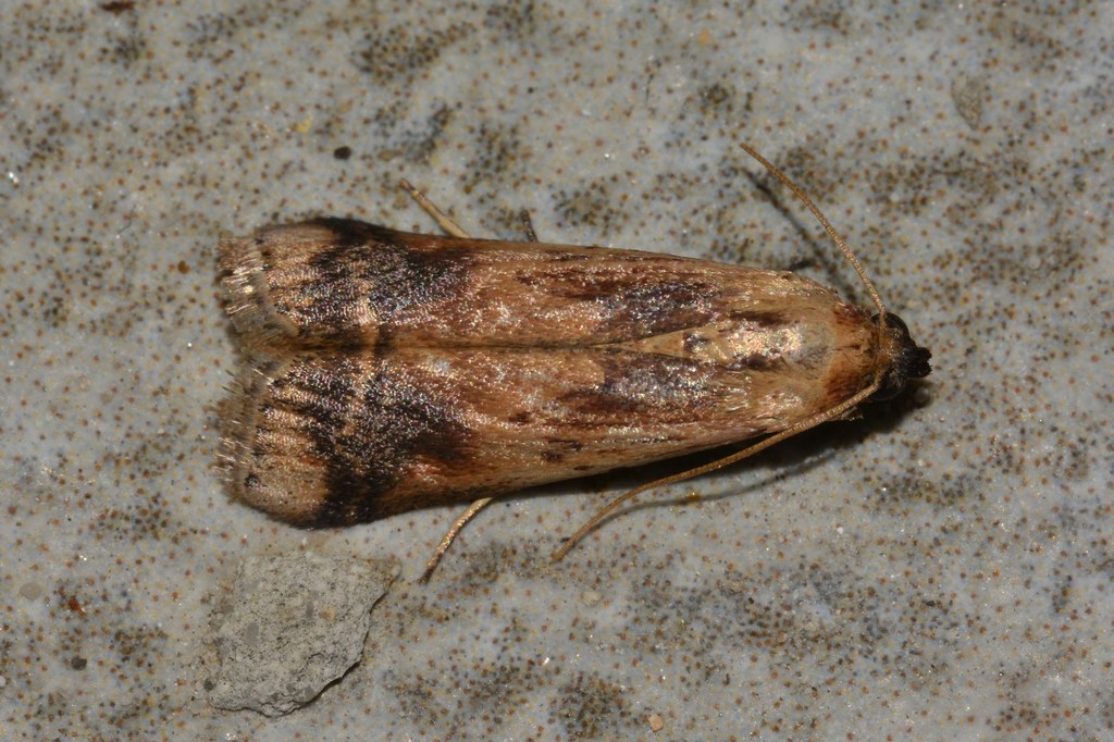 Euzophera osseatella