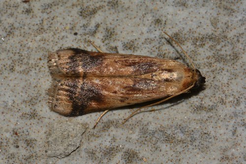 Euzophera osseatella · iNaturalist