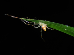 Thwaitesia margaritifera