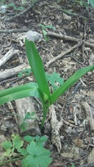 Colchicum umbrosum