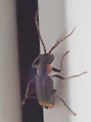 Axinotarsus pulicarius