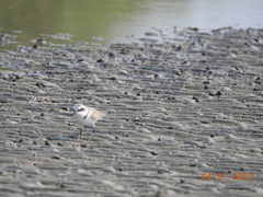 Charadrius alexandrinus