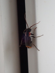 Axinotarsus pulicarius