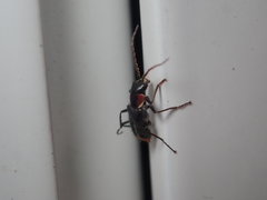 Axinotarsus pulicarius