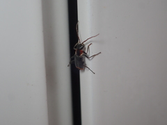 Axinotarsus pulicarius