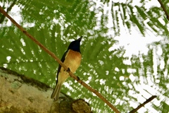 Myiagra vanikorensis