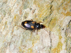 Dolichoctis rotundata