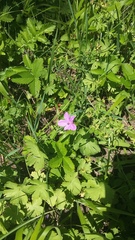 Geranium asphodeloides