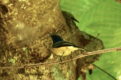 Myiagra vanikorensis
