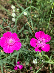 Dianthus chinensis