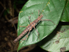 Neohirasea hongkongensis