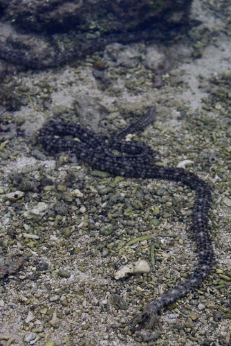 Synaptidae