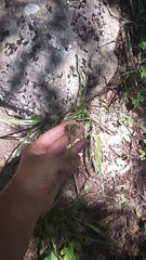 Allium decipiens quercetorum