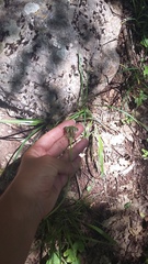 Allium decipiens quercetorum