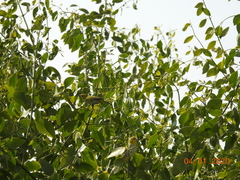 Zosterops palpebrosus