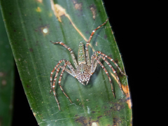 Hamadruas sikkimensis