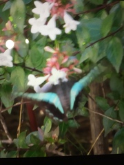 Graphium sarpedon nipponum