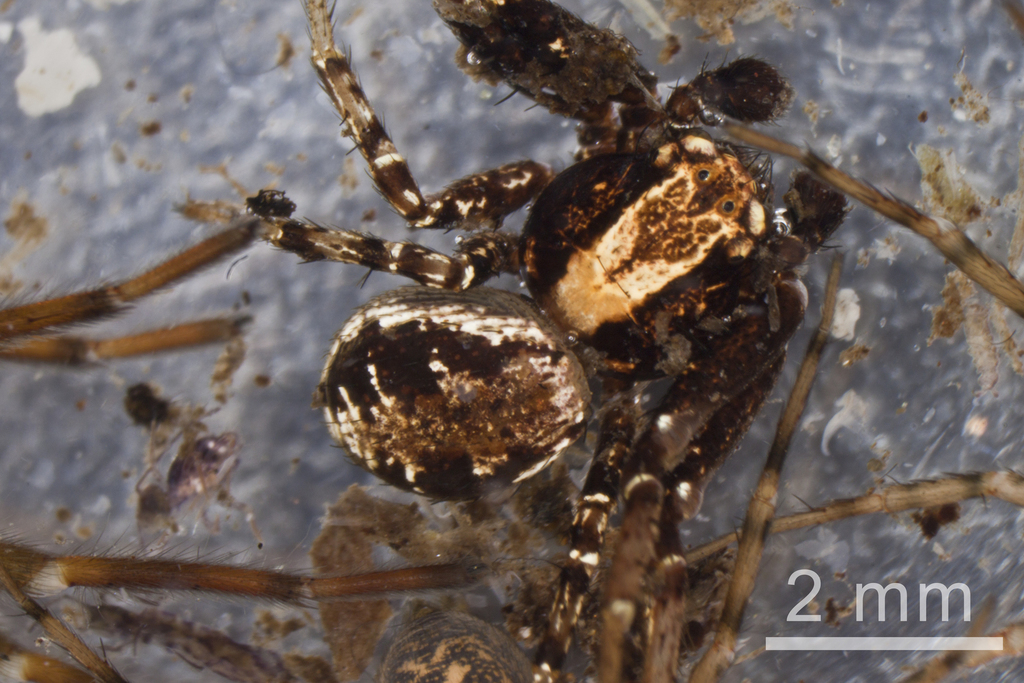 Xysticus pretiosus