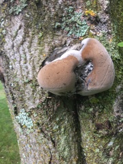 Phellinus