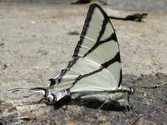 Eurytides bellerophon