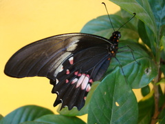 Heraclides anchisiades capys