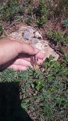 Chamaecytisus wulfii