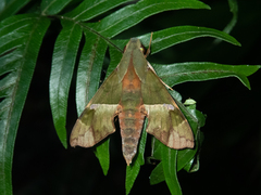 Angonyx testacea