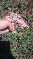 Chamaecytisus wulfii