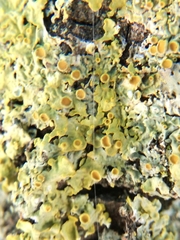 Xanthoria parietina