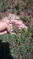 Chamaecytisus wulfii