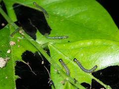 Hyalobathra micralis