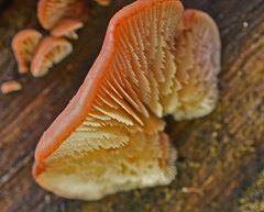 Lentinellus pulvinulus