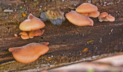 Lentinellus pulvinulus